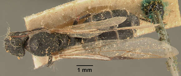 Imagem de <i>Camponotus madagascarensis</i>