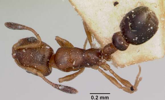 Image of Ant