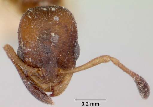 Image of Ant