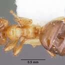 Image of Petalomyrmex phylax Snelling 1979