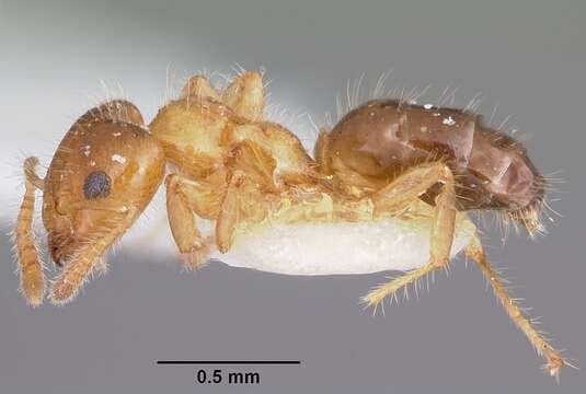 Image of Petalomyrmex