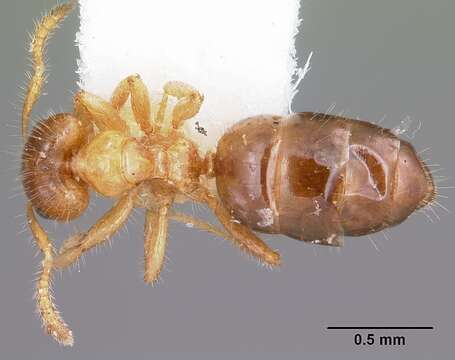 Image of Petalomyrmex