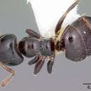 صورة Aphomomyrmex afer Emery 1899