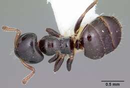 Imagem de Aphomomyrmex