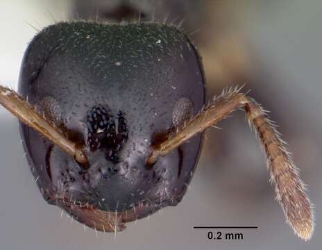 Image of Aphomomyrmex