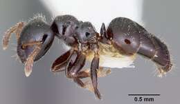 Image of Aphomomyrmex