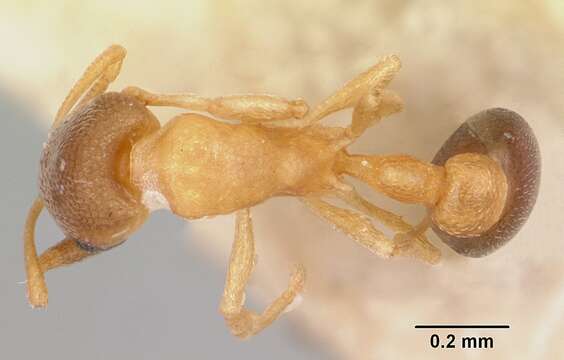 Image of Ant