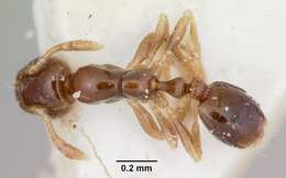 Solenopsis seychellensis Forel 1909 resmi