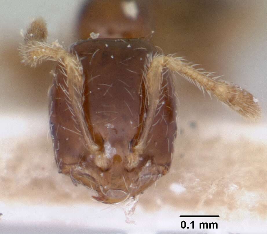 Solenopsis seychellensis Forel 1909 resmi