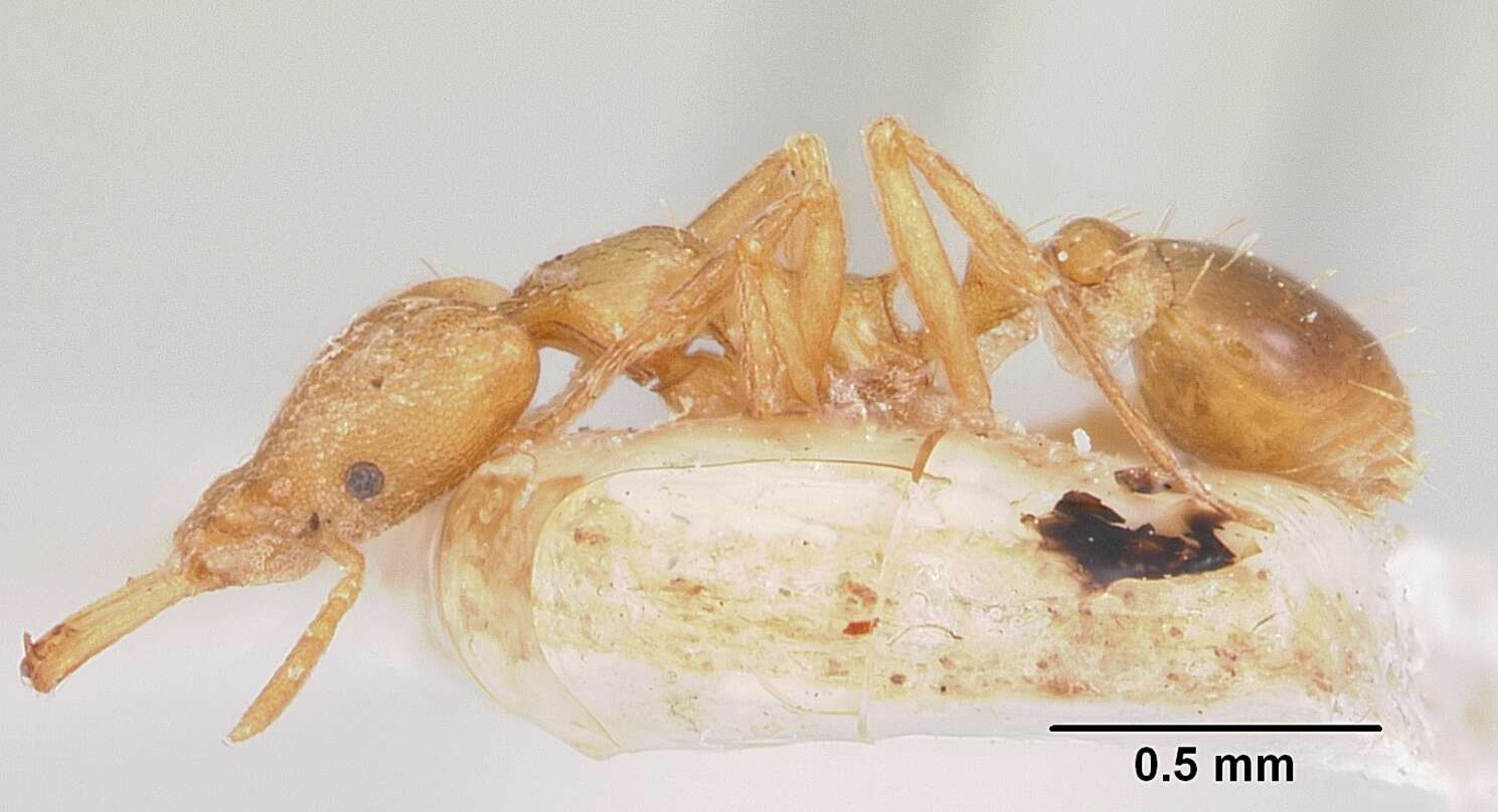 Image of Miniature Trap-jaw Ants