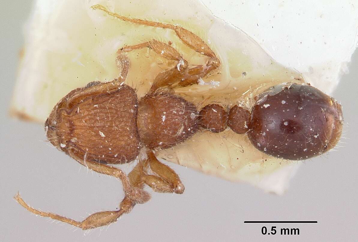 Image of Ant