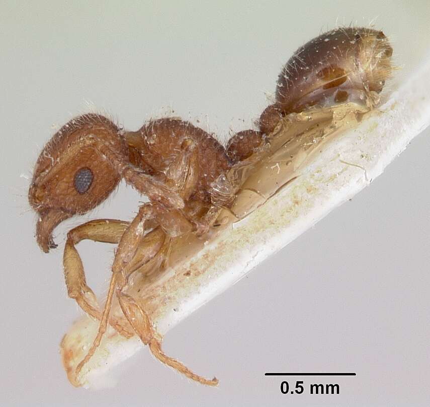 Image of Ant