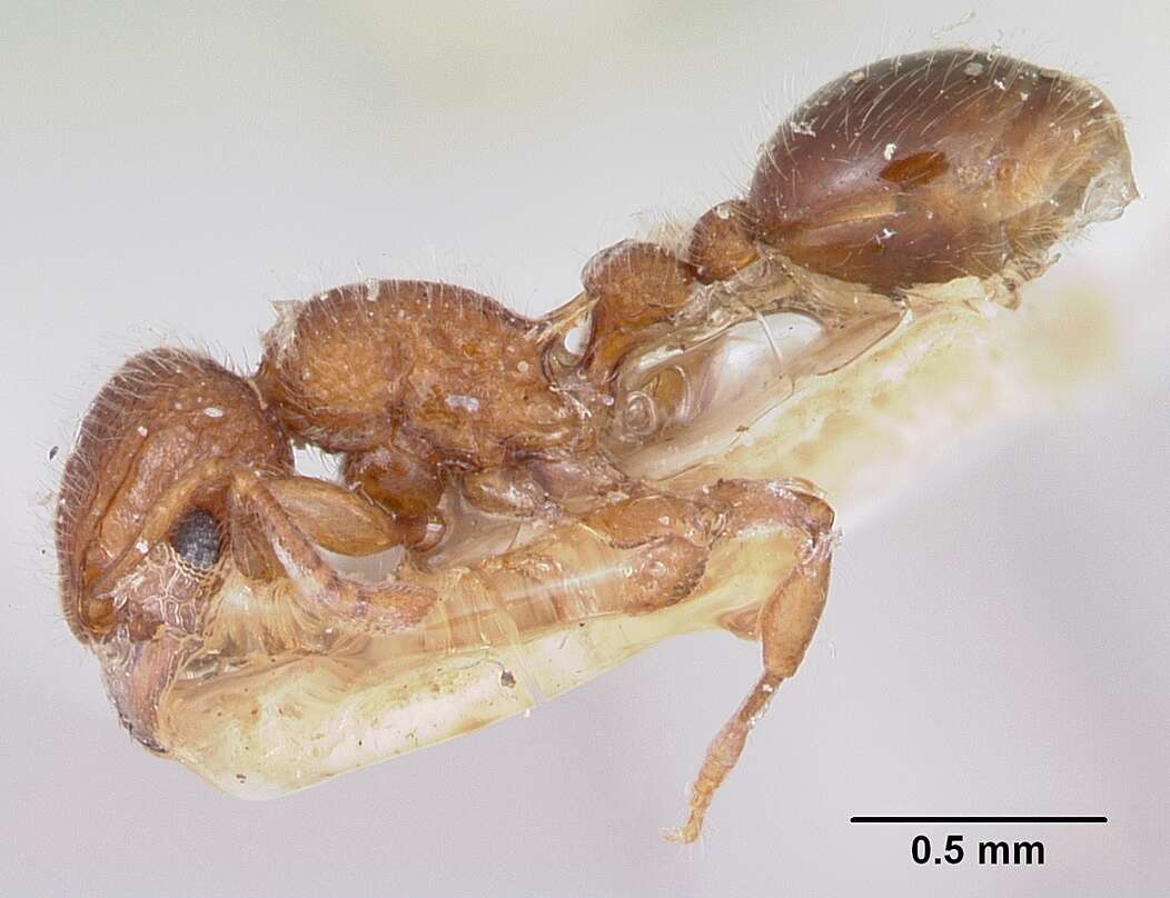 Image of Ant