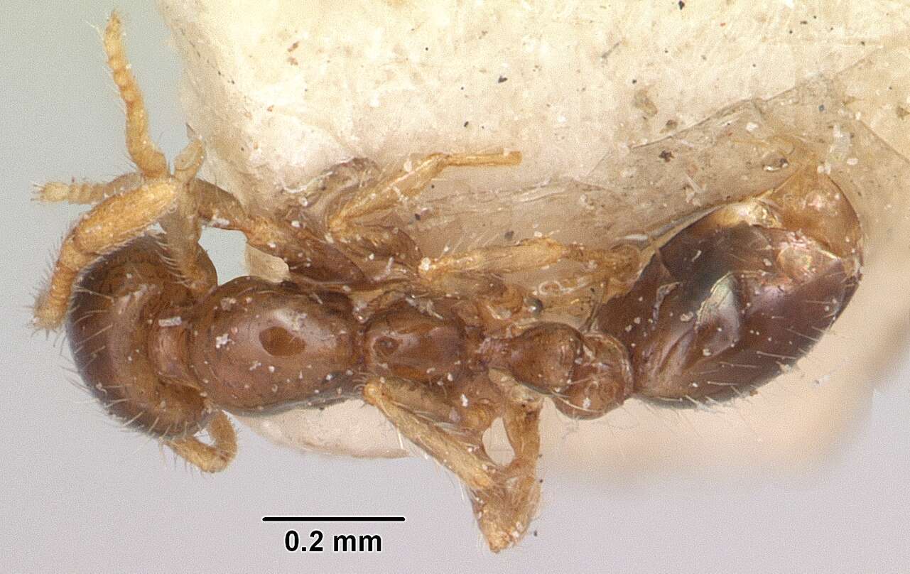 Solenopsis seychellensis Forel 1909 resmi