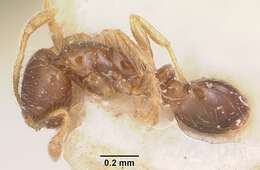 Solenopsis seychellensis Forel 1909 resmi