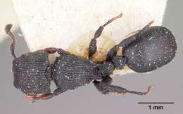 Image of Cataulacus regularis Forel 1892