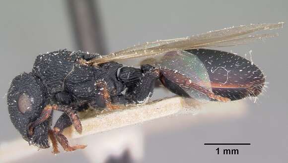 Image of Savanna sculpted tree ant