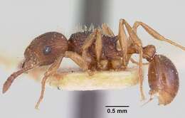 صورة Tetramorium steinheili Forel 1892