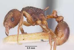 صورة Tetramorium steinheili Forel 1892