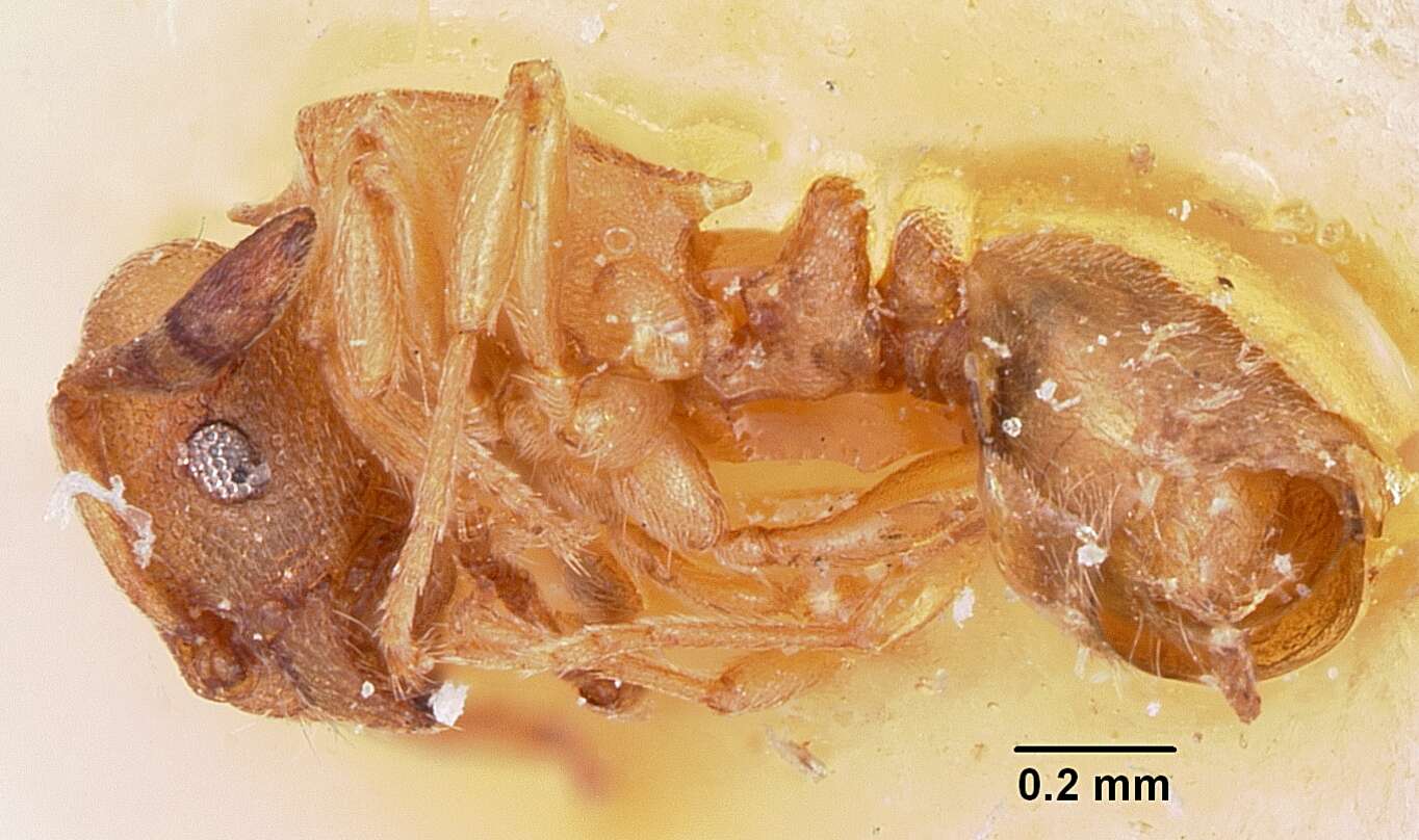 Image of Stereomyrmex horni Emery 1901