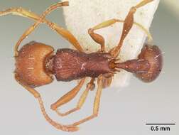 Image of Common Fierce Ant