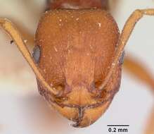 Image of Common Fierce Ant