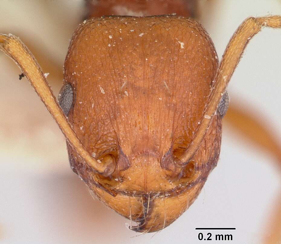 Image of Common Fierce Ant