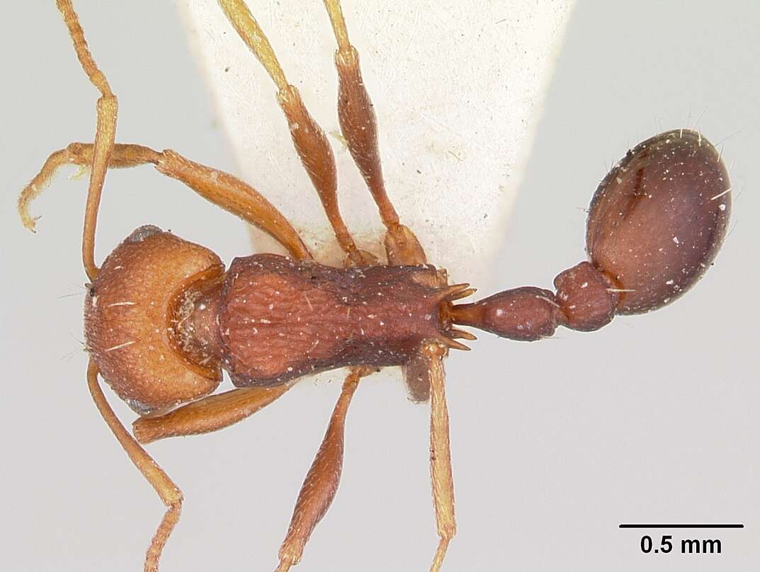 Image of Common Fierce Ant