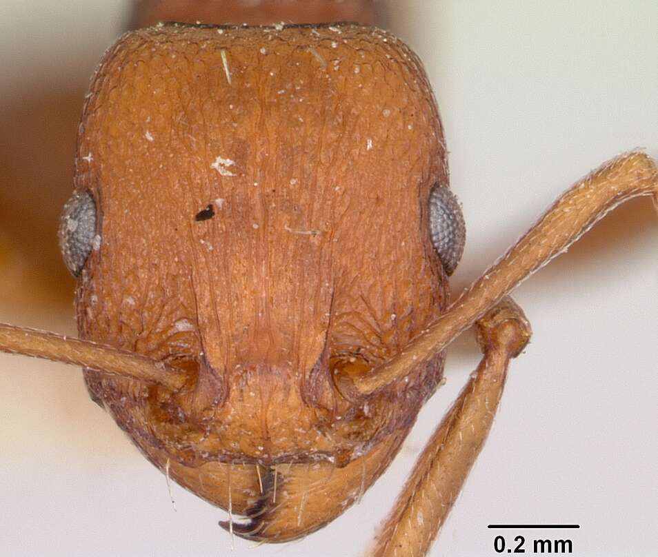 Image of Common Fierce Ant