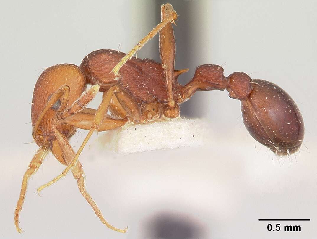 Image of Common Fierce Ant