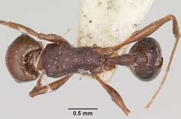 Image of Common Fierce Ant