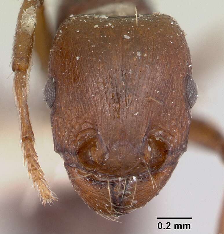 Image of Common Fierce Ant