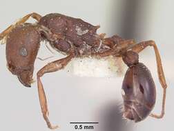 Image of Common Fierce Ant