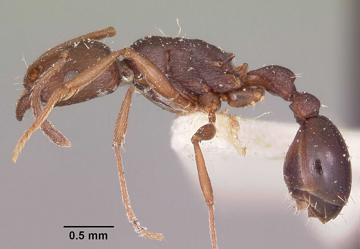 Image of Common Fierce Ant