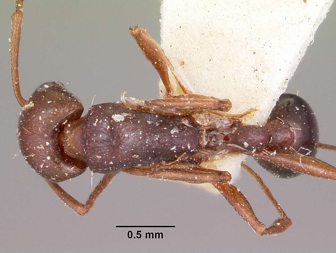 Image of Common Fierce Ant