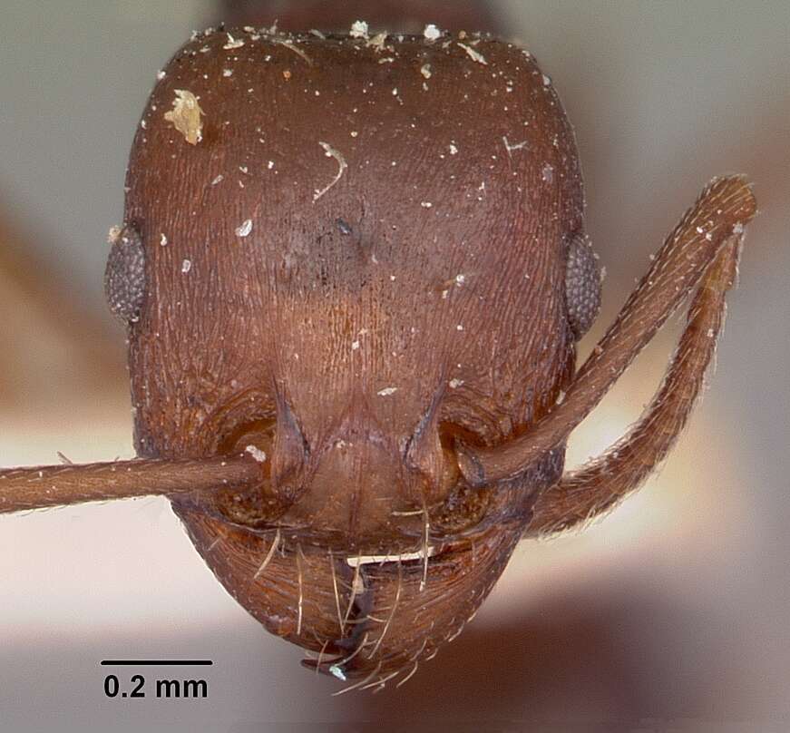 Image of Common Fierce Ant