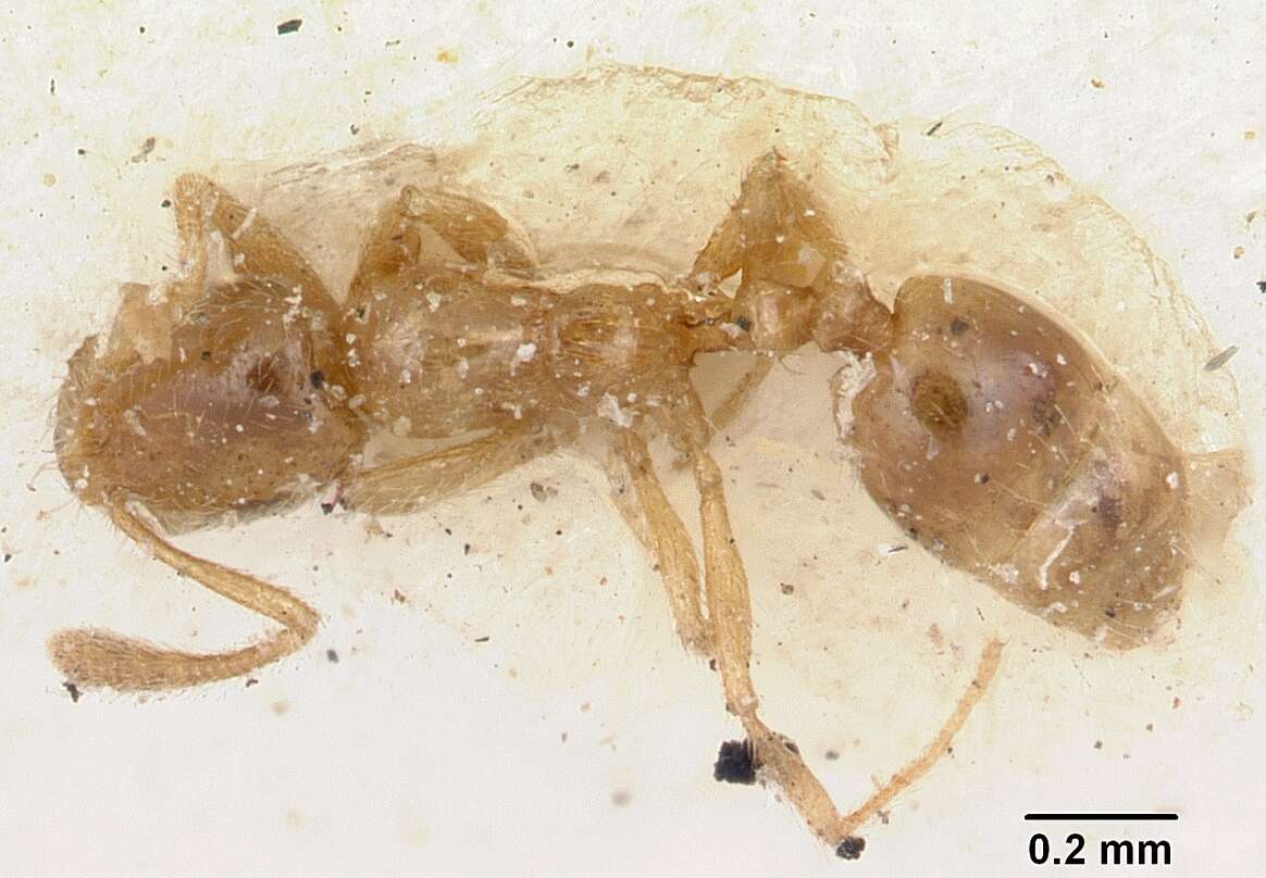 Syllophopsis sechellensis resmi