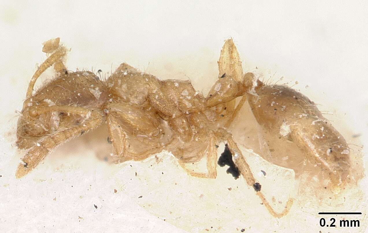 Syllophopsis sechellensis resmi