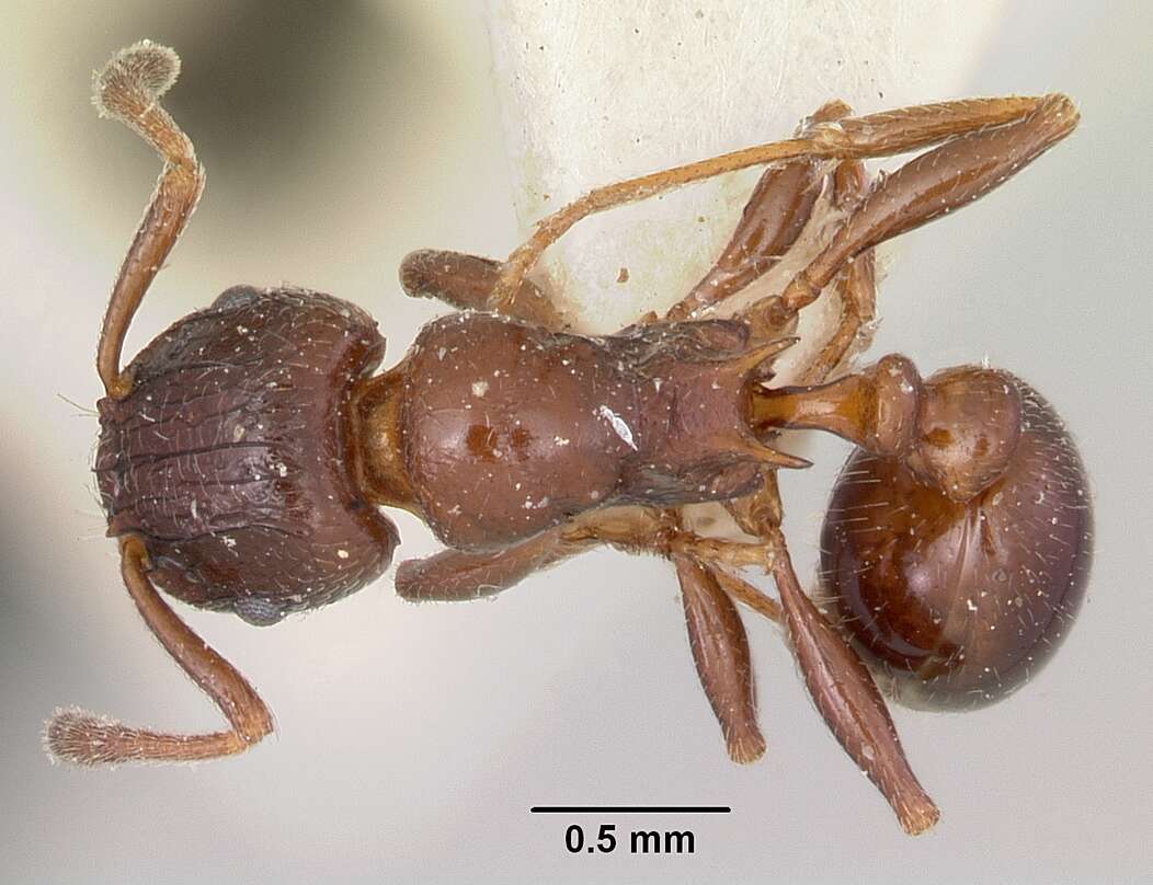 Image of Tetramorium bessonii Forel 1891