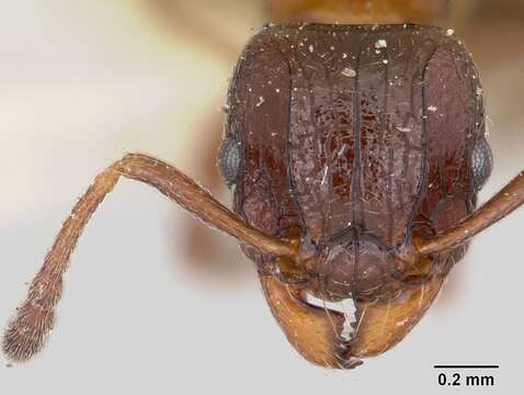 Image of Tetramorium bessonii Forel 1891