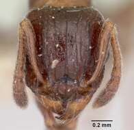 Image of Tetramorium bessonii Forel 1891