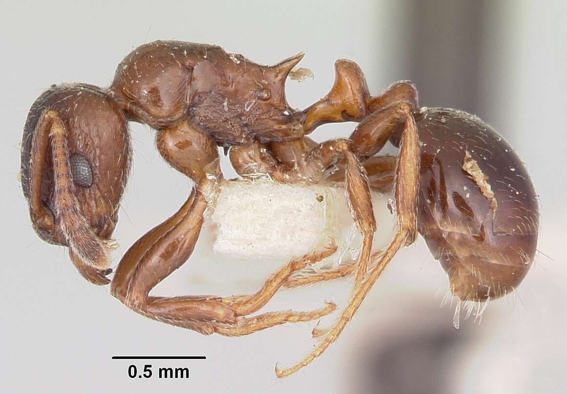 Image of Tetramorium bessonii Forel 1891