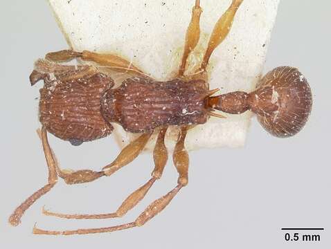 Image of Tetramorium andrei Forel 1892