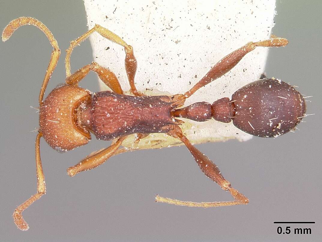 Image of Common Fierce Ant