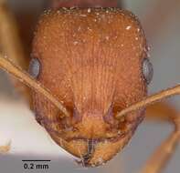 Image of Common Fierce Ant