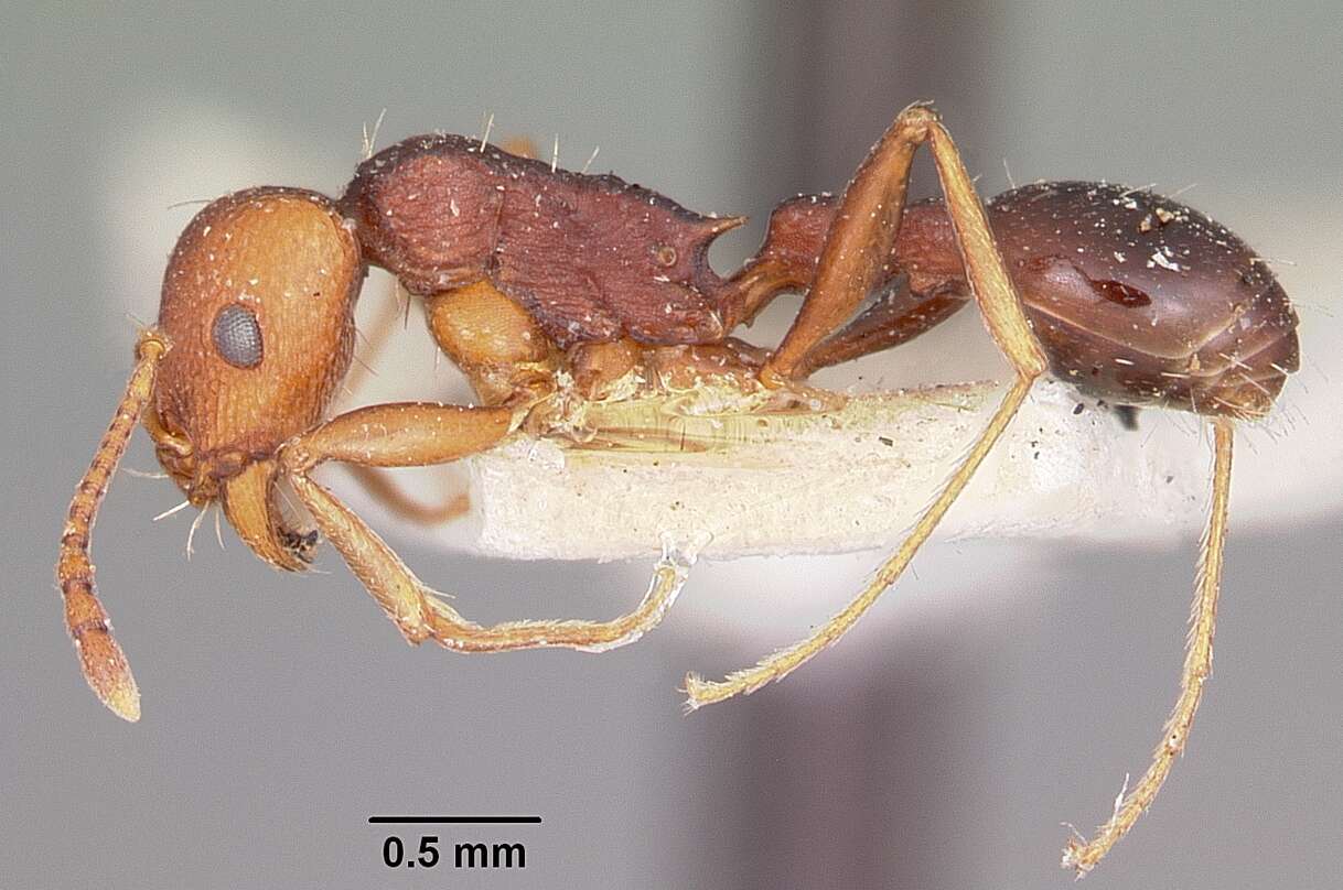 Image of Common Fierce Ant