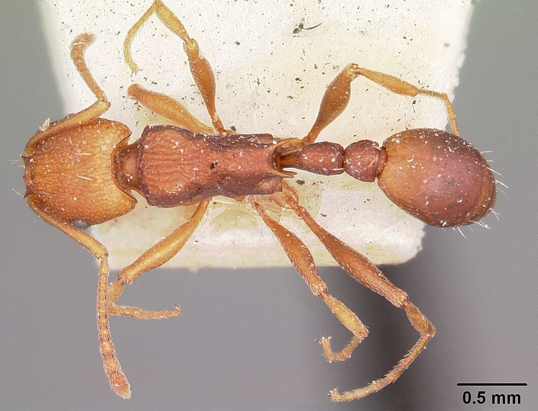 Image of Common Fierce Ant