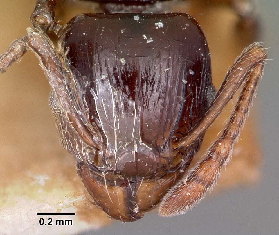 Image of Tetramorium marginatum Forel 1895