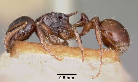 Image of Tetramorium marginatum Forel 1895