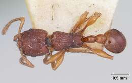 Image of Tetramorium nassonowii Forel 1892